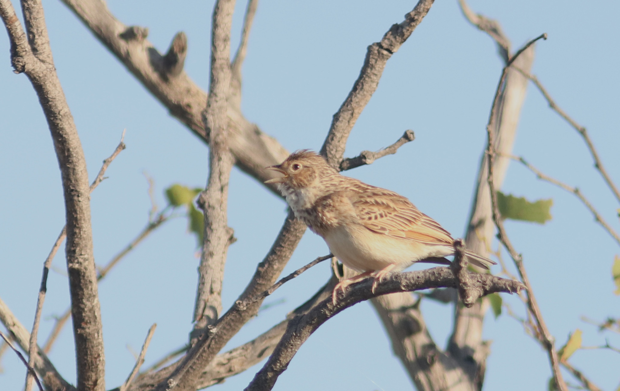 Monotonous Lark (Mirafra passerina)