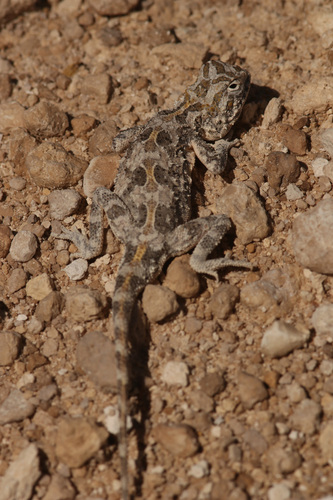 Etosha Agama, Agama etoshae