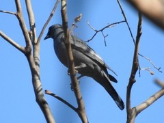 Edolisoma tenuirostre