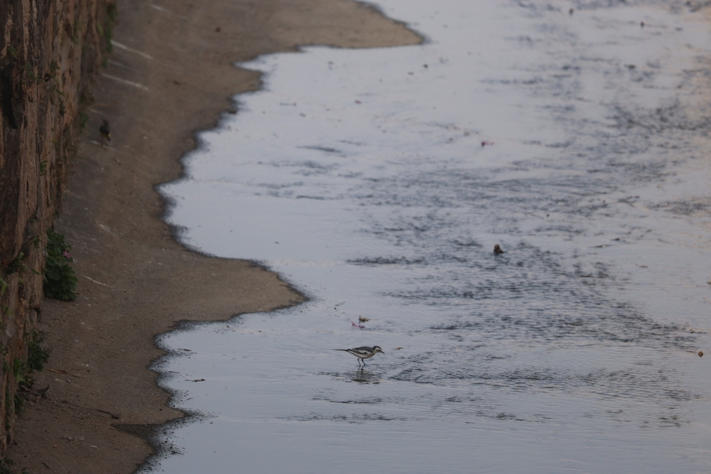 Amur Wagtail From On January 6 2024 At 04 05 PM By   Large 