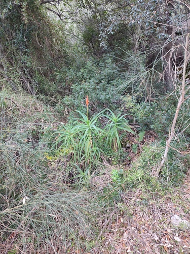 Foto de Babosa