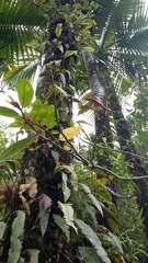 Gesnerieae