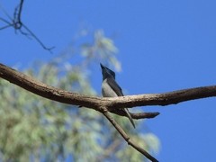 Myiagra cyanoleuca