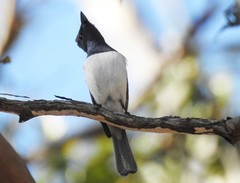 Myiagra cyanoleuca