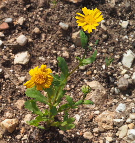 Mediterranean Marigold