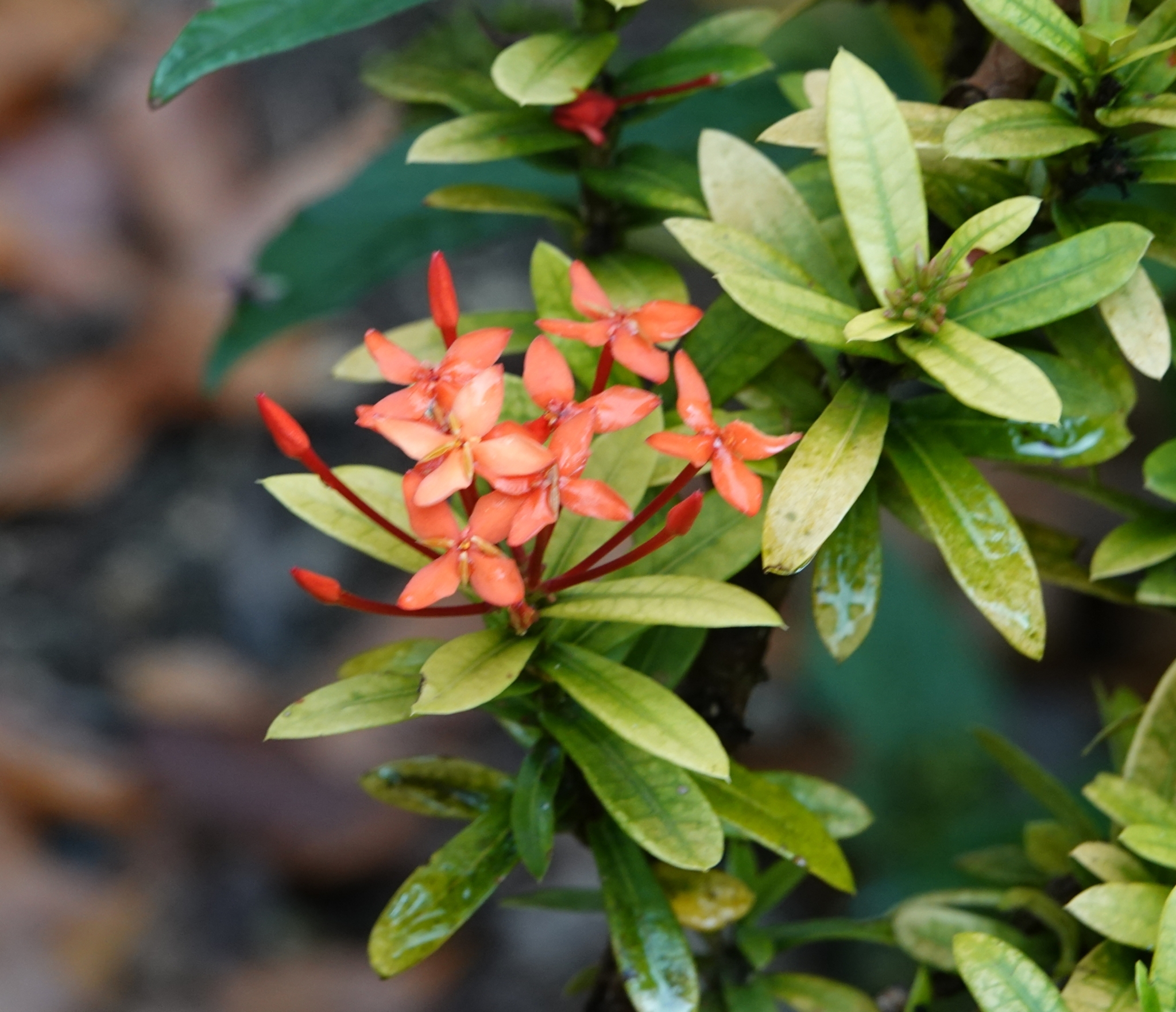 Imagem de Ixora