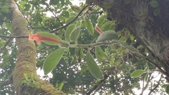 Columnea scandens