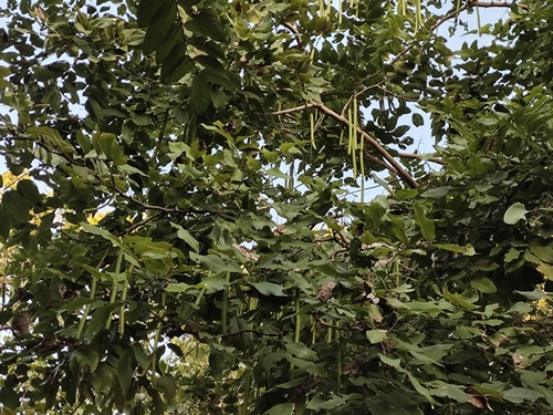 Foto de Chuva-de-ouro