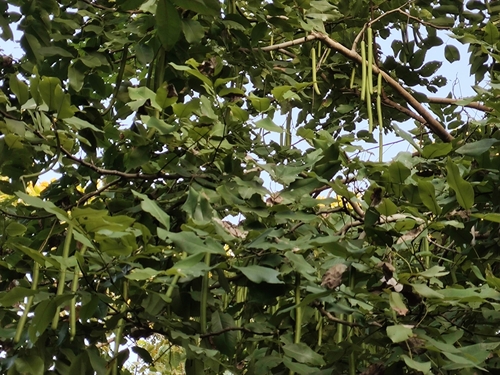 Foto de Chuva-de-ouro