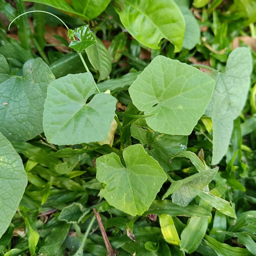 Ivy Gourd In January 2024 By Sutthikhun Phaengphongsai INaturalist   Large 