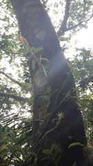 Columnea scandens
