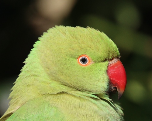 Perruche à collier