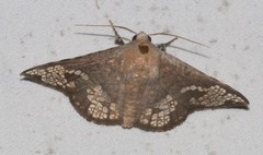 Canaea hyalospila