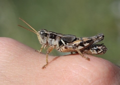 Aeoloplides fuscipes