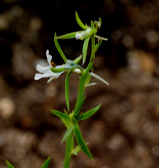 Linaria chalepensis