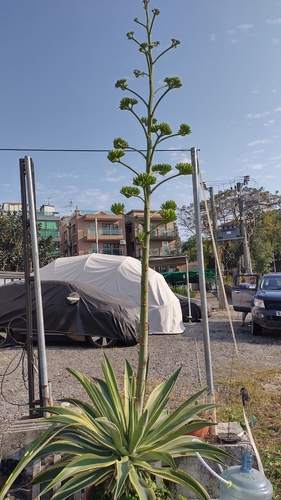 Image of Agave desmetiana by no rights reserved