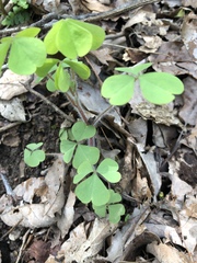 Oxalis illinoensis