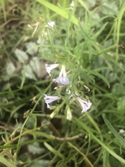 Lobelia flaccida flaccida