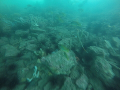 Plectorhinchus gaterinus