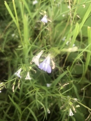 Lobelia flaccida flaccida