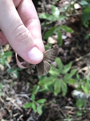 Nhambikuara cerradensis