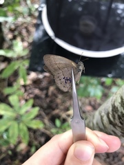 Nhambikuara cerradensis