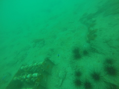 Pomacentrus caeruleus