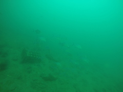 Caranx melampygus
