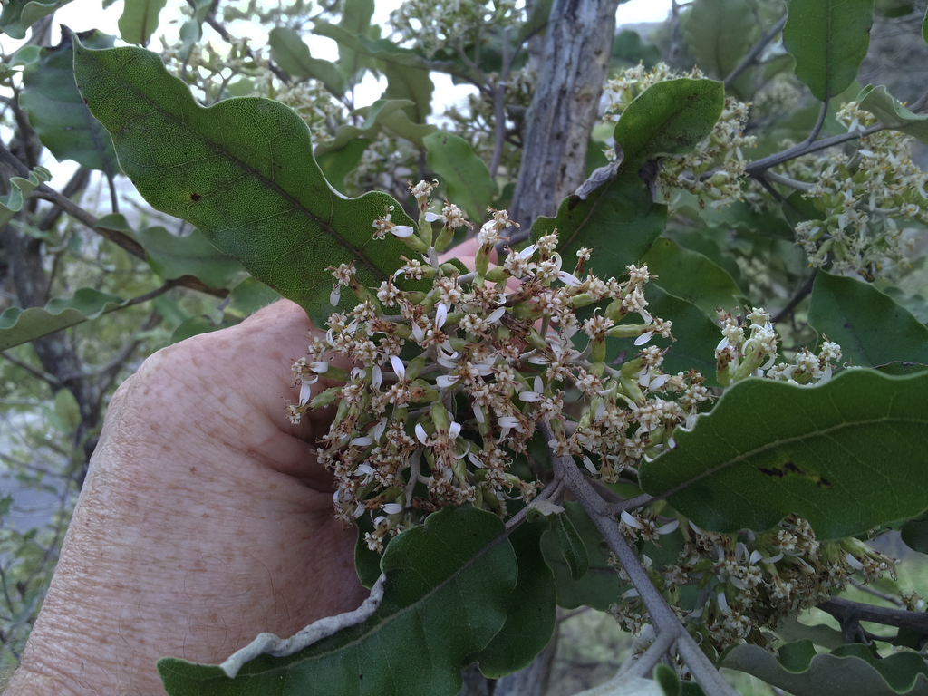 Olearia albida