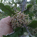 Olearia albida - Photo Δεν διατηρούνται δικαιώματα, uploaded by Peter de Lange