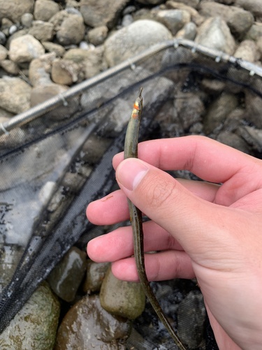 Barhead pipefish (Microphis leiaspis) — Syngnathidae — 3