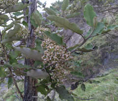Olearia albida