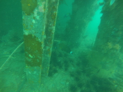 Acanthurus nigricauda