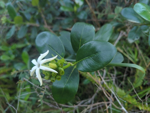 Image of Schradera exotica by (c) Tom Field, some rights reserved (CC BY)