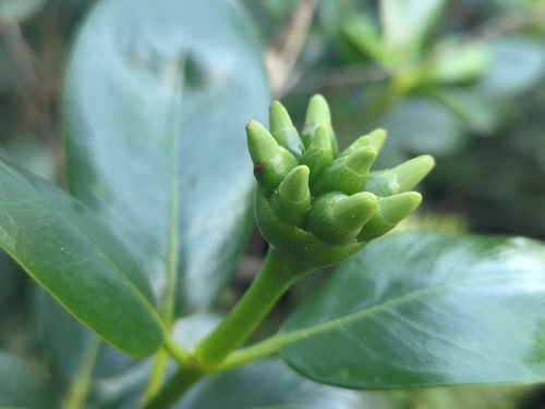 Image of Schradera exotica by (c) Tom Field, some rights reserved (CC BY)