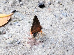 Bibasis harisa consobrina