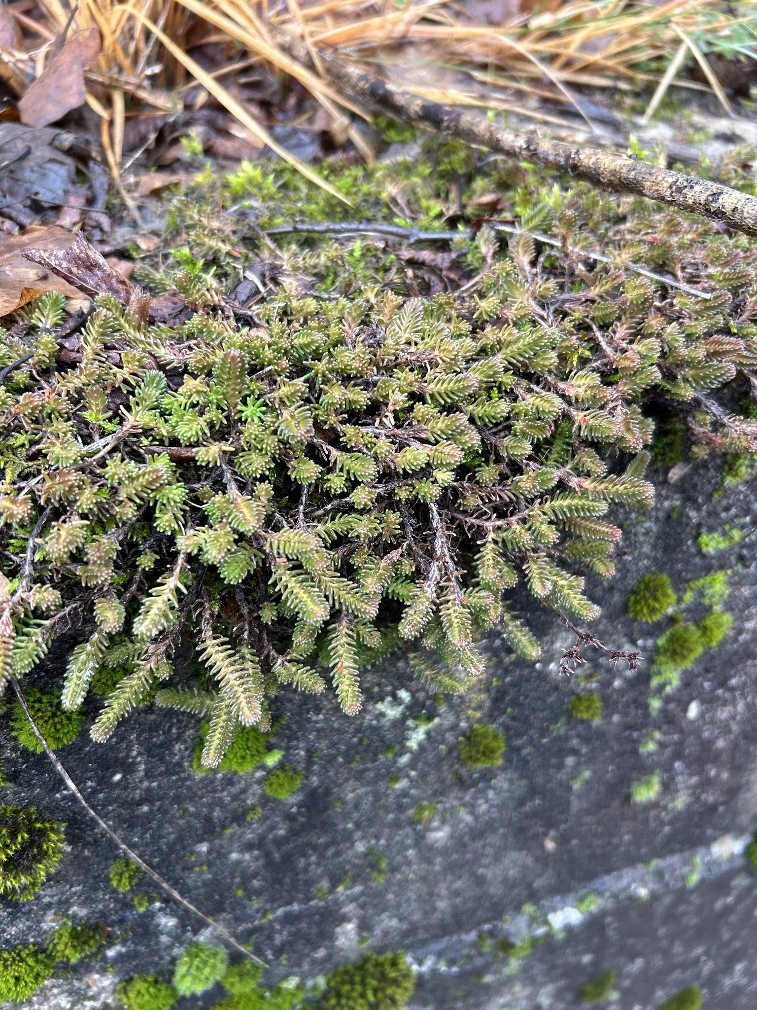 Imagem de Escadinha verde