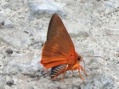Bibasis harisa consobrina
