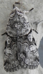 Sympistis chionanthi