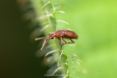 Brentinae