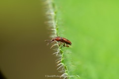 Brentinae