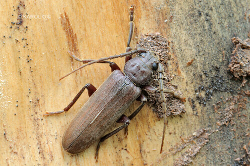 fúzač hnedý (Arhopalus rusticus)