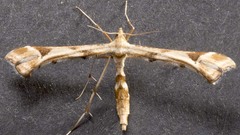 Platyptilia carduidactylus