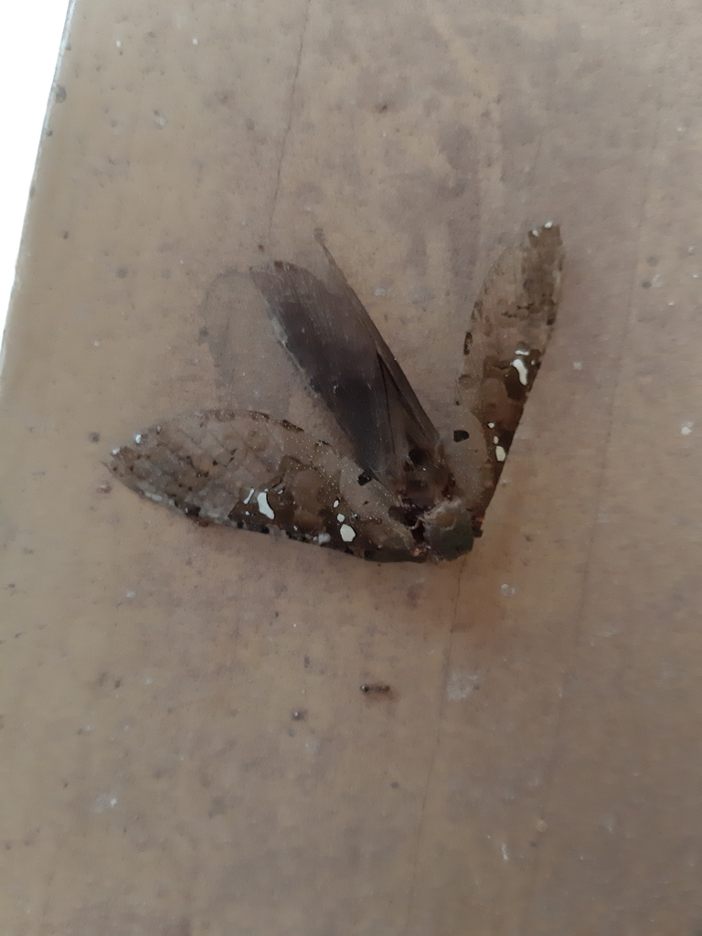 Walkeriella miraculosa