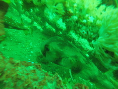 Chilomycterus reticulatus