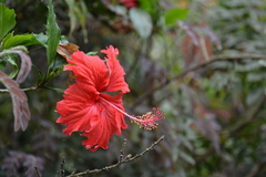 Hibiscus rosa-sinensis