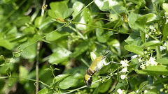 Cephonodes hylas virescens