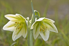 Fritillaria liliacea