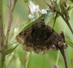 Euclidia ardita