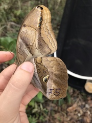 Eryphanis automedon